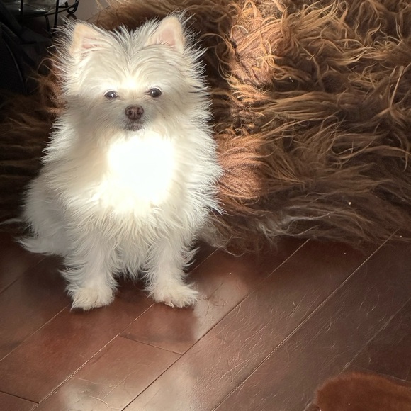 Meet your Posher, Emma - Picture 1 of 1